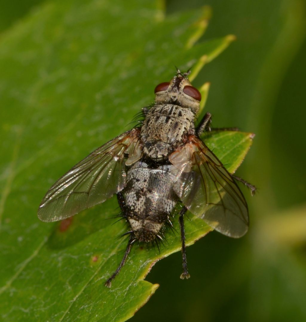 Tachinidae: Microphthalma europaea